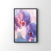 Plagát Fialová orchidea zv6046